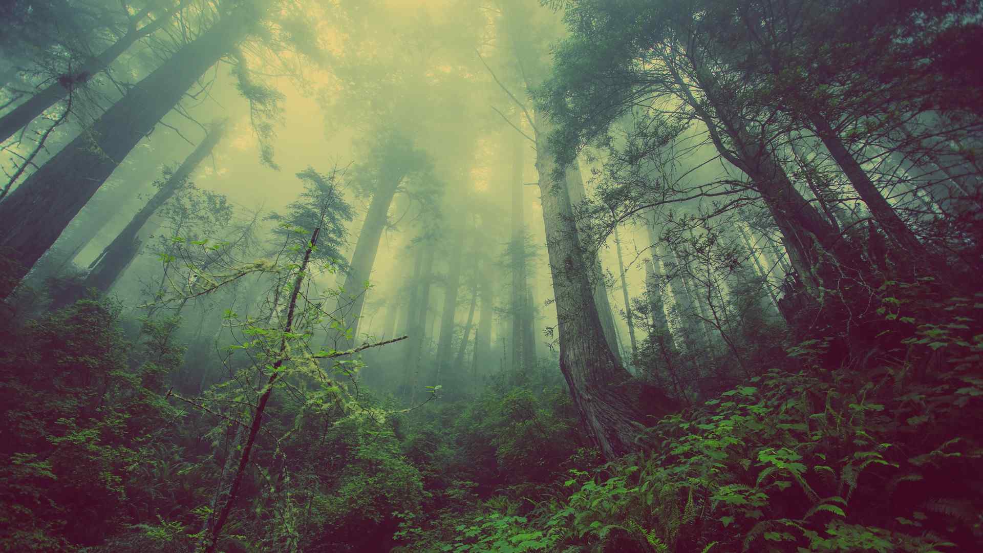 迷雾中的森林风景壁纸