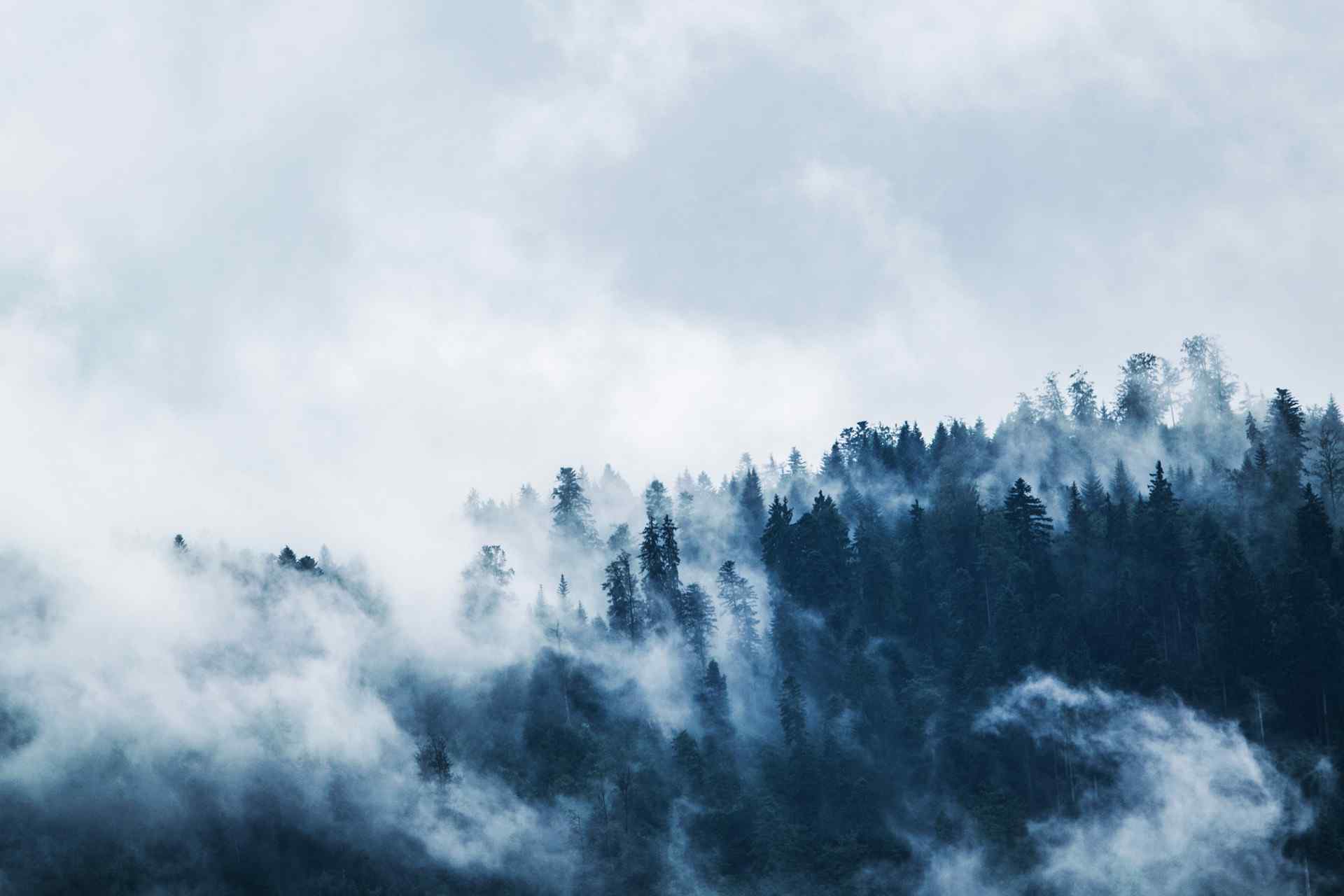 云雾缭绕中的森林风景壁纸
