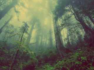 迷雾中的森林风景壁纸