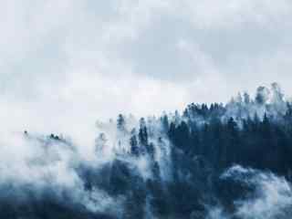云雾缭绕中的森林风景壁纸