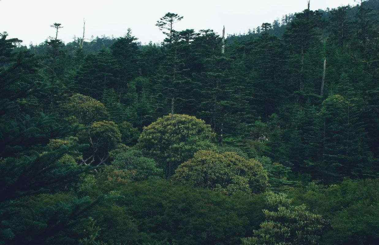 森林风景摄影桌面壁纸