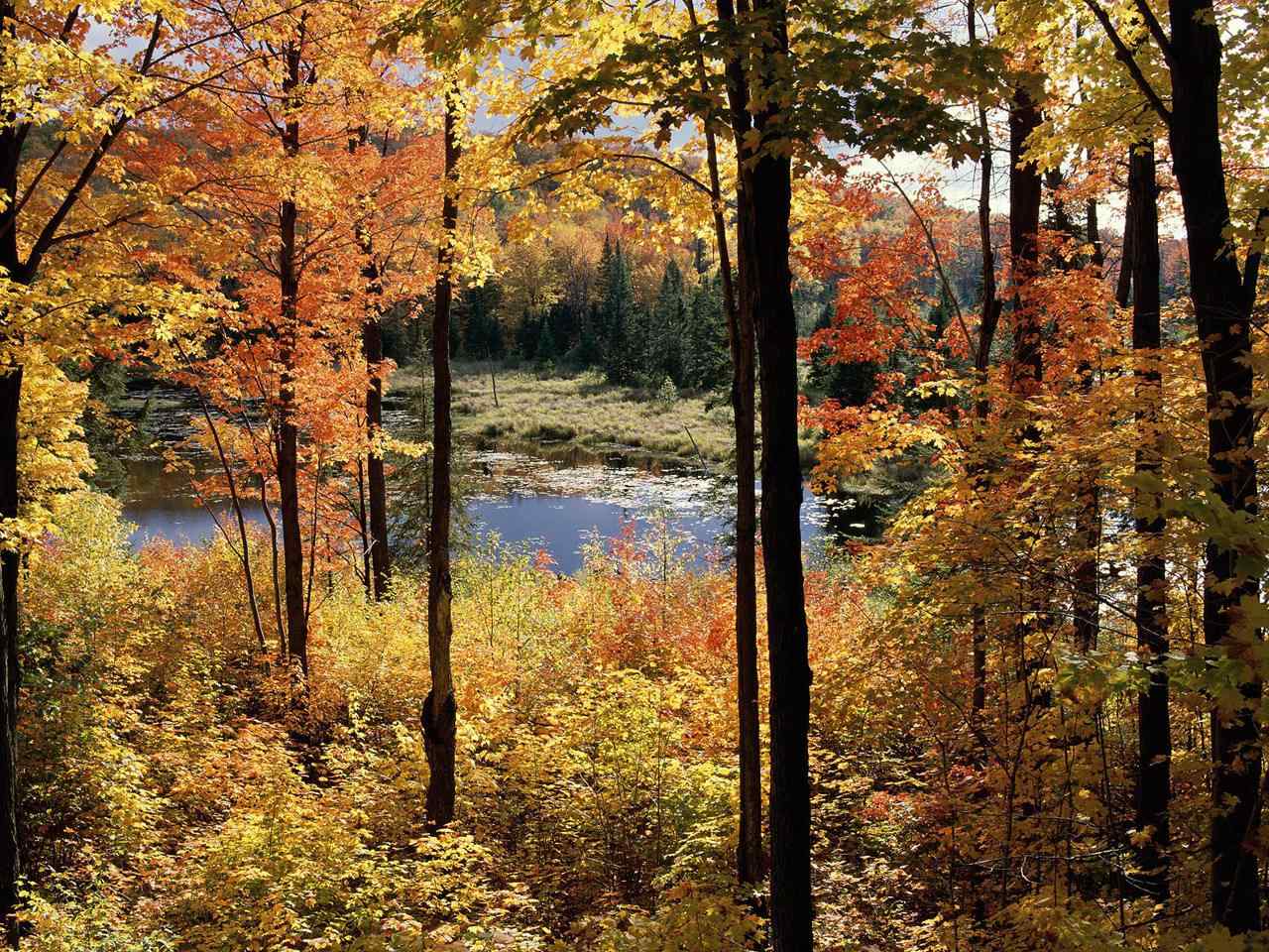唯美的秋日森林风景壁纸