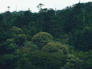 森林风景摄影桌面壁纸