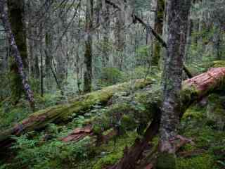 唯美森林风景摄影桌面壁纸