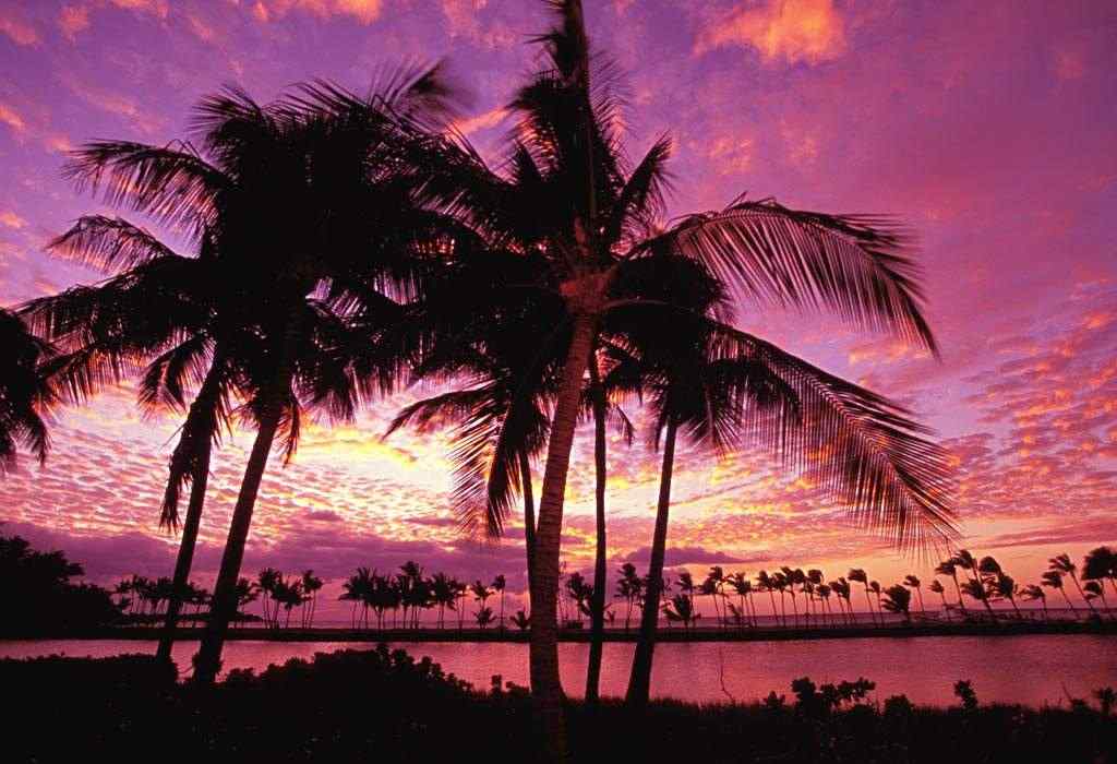 海边美丽的火烧云下的椰林风景壁纸
