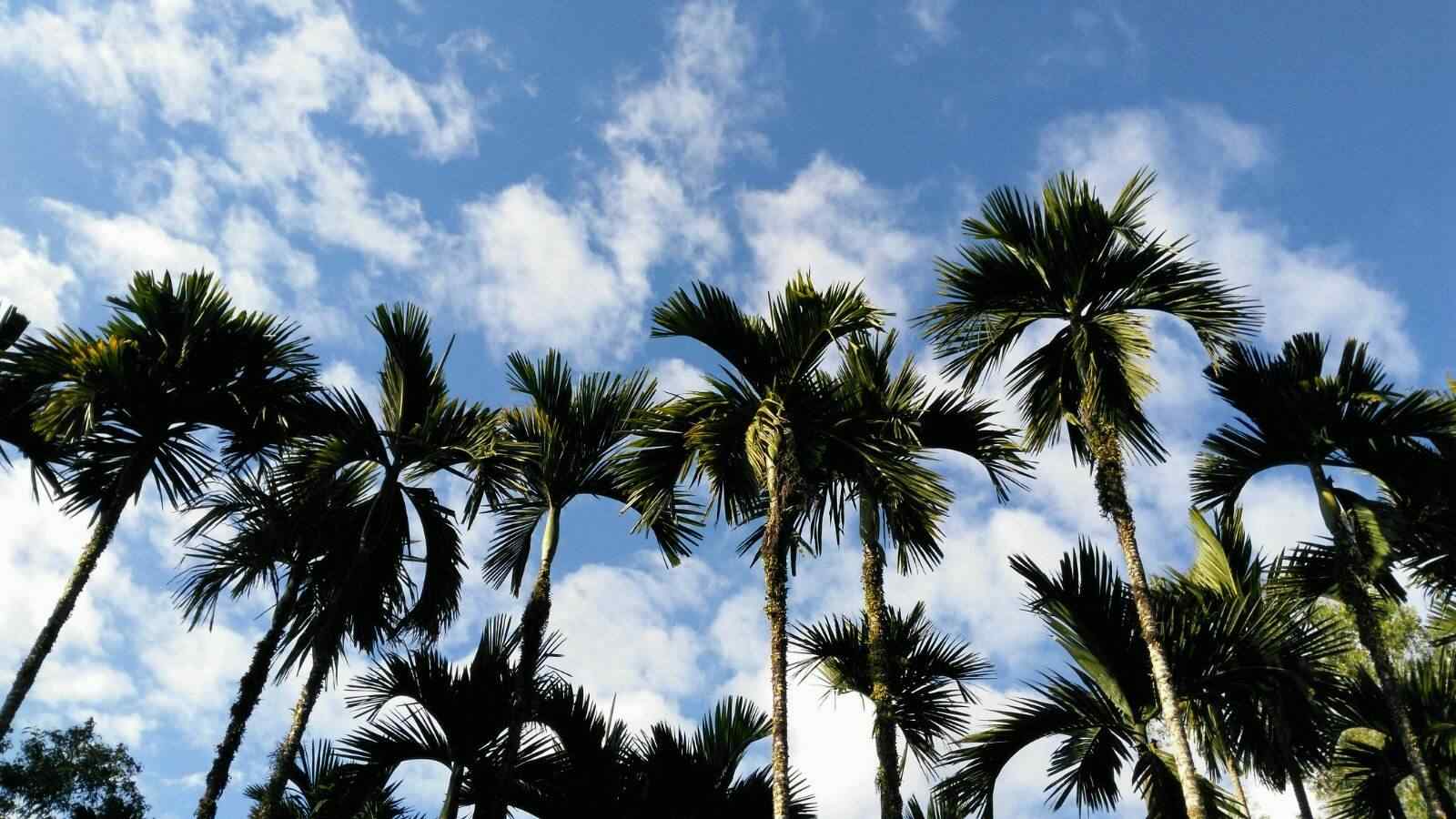 蔚蓝天空下的椰林风景壁纸