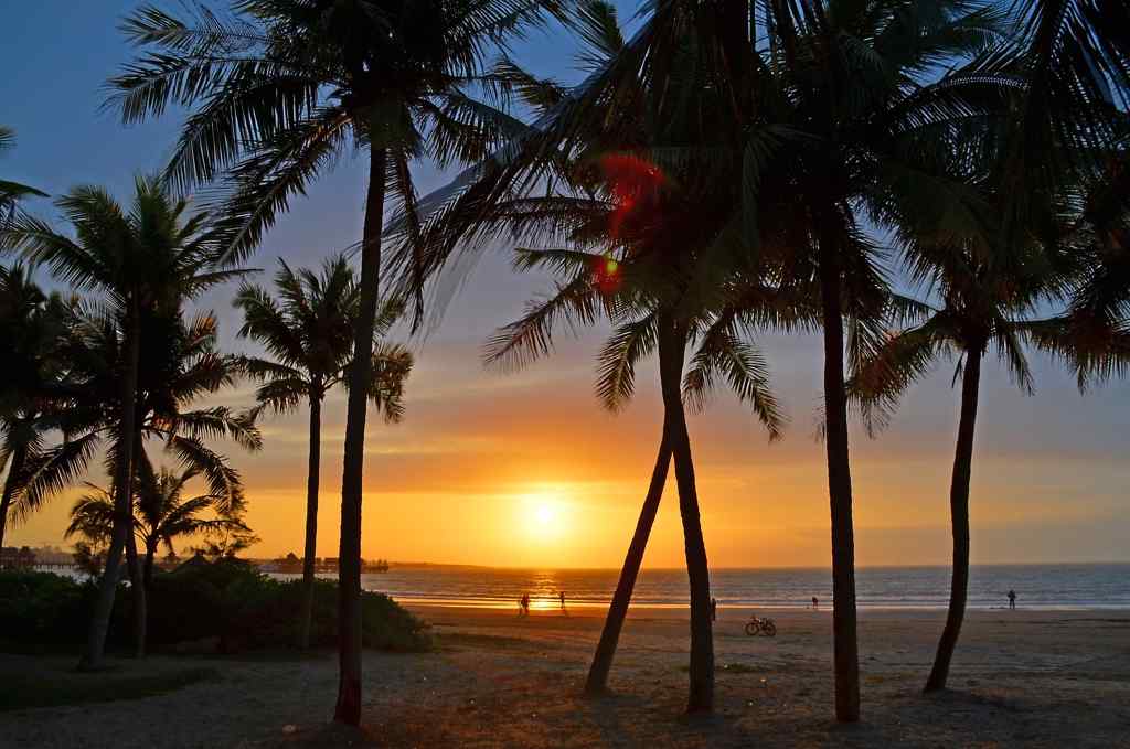 夏日黄昏时的椰林风景壁纸