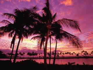 海边美丽的火烧云下的椰林风景壁纸