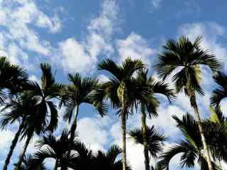 蔚蓝天空下的椰林风景壁纸