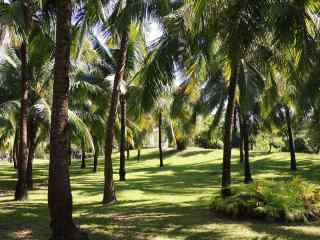 小清新绿色海边椰林风景图片