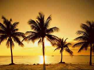 夏日黄昏的椰林风景壁纸