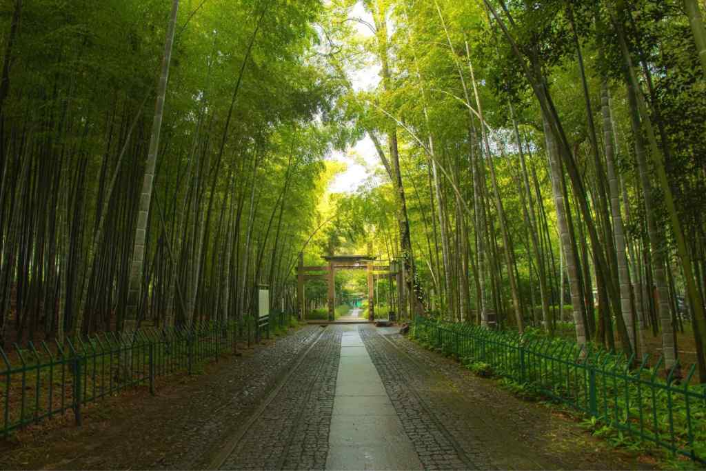 美丽的小清新竹林风景壁纸