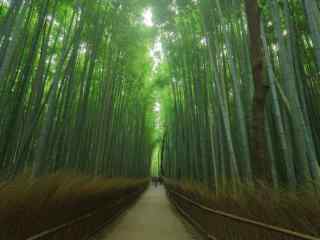 绿色竹林唯美风景壁纸