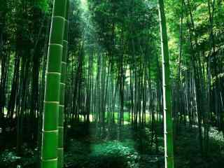 绿色清新竹林唯美风景壁纸