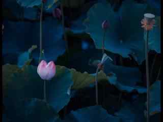 美丽的池中莲花风景壁纸