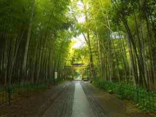 美丽的小清新竹林风景壁纸