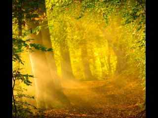 唯美阳光下的森林风景壁纸