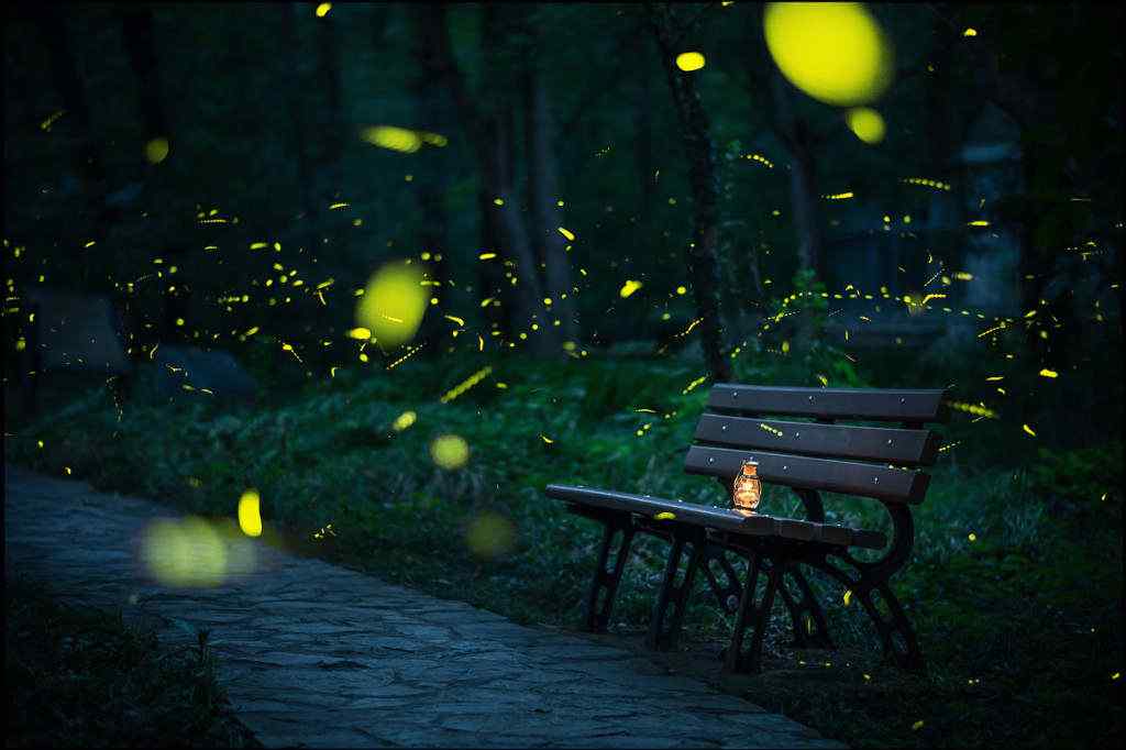 唯美的夜晚萤火虫飞舞风景桌面壁纸