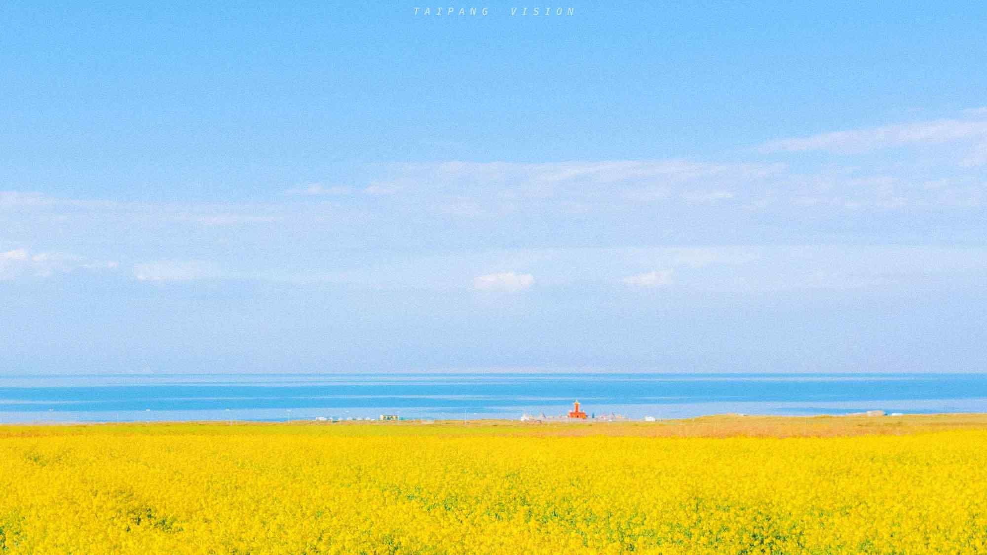 青海湖油菜花风景桌面壁纸