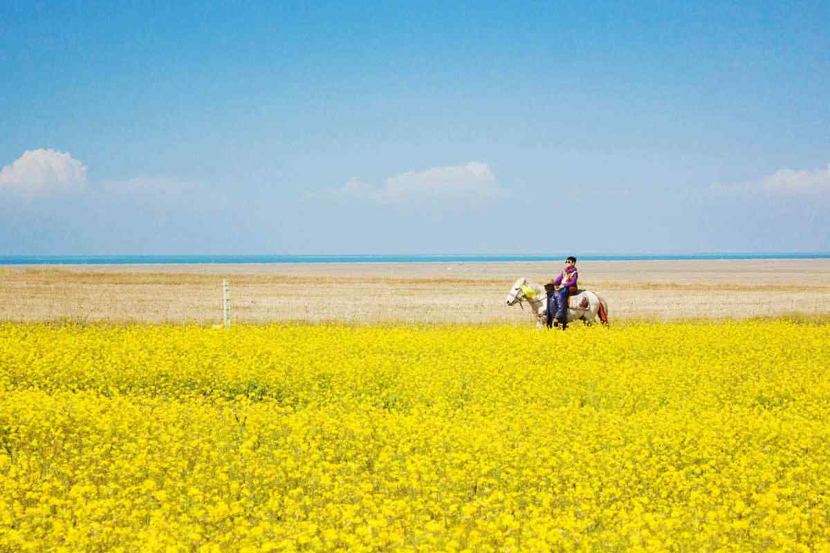 青海湖之美丽的油菜花风景壁纸