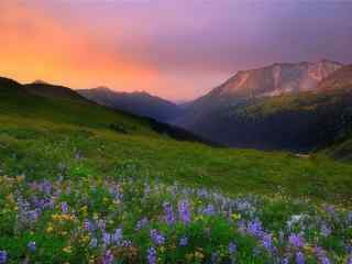 黄昏时开满鲜花的山坡风景壁纸