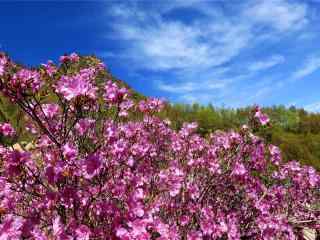 美丽的开满鲜花的山坡风景壁纸