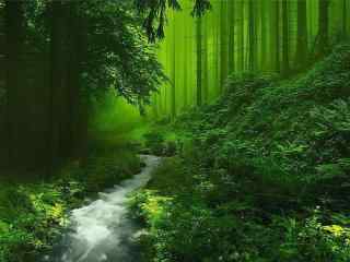 绿色森林夏日小清新风景壁纸