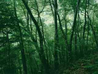 小清新夏日森林风景桌面壁纸
