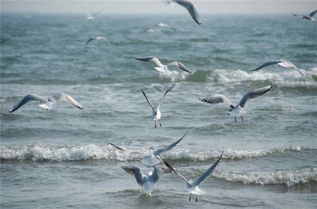 北戴河海上海鸥图片壁纸
