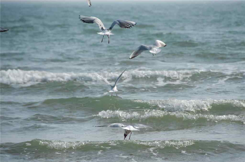 北戴河海上海鸥图片壁纸