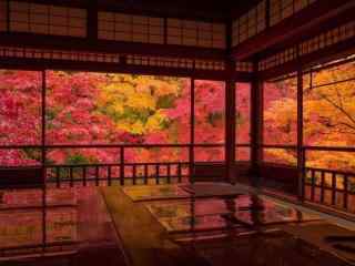 唯美红色枫叶秋日室内风景壁纸