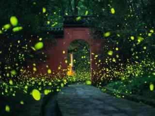 美丽的萤火虫秋日夜晚风景壁纸