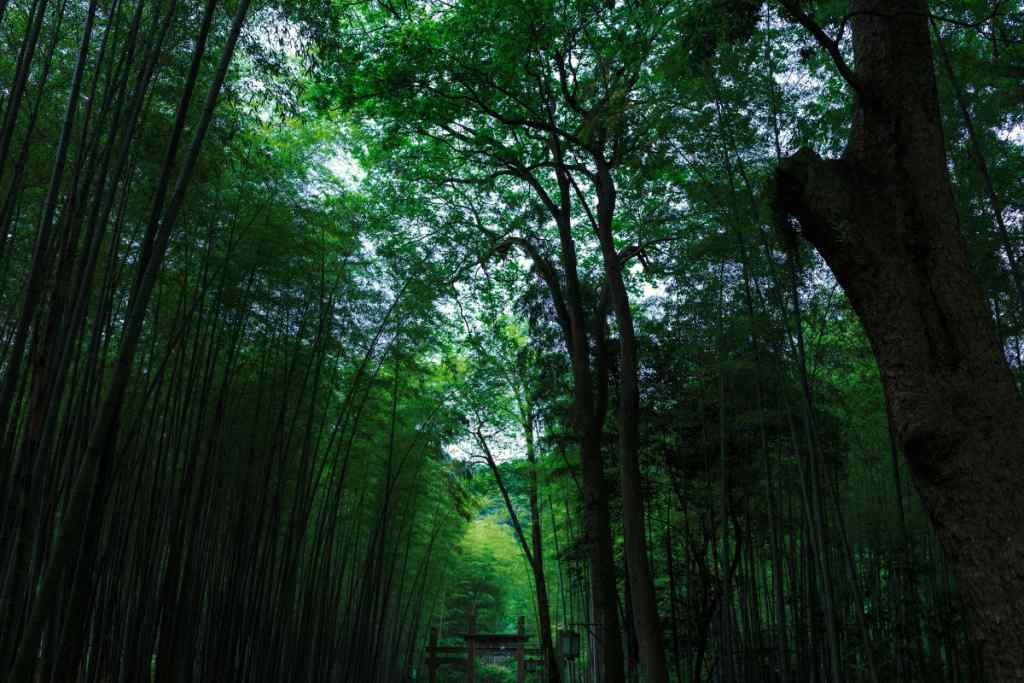 小清新竹林风景高清壁纸