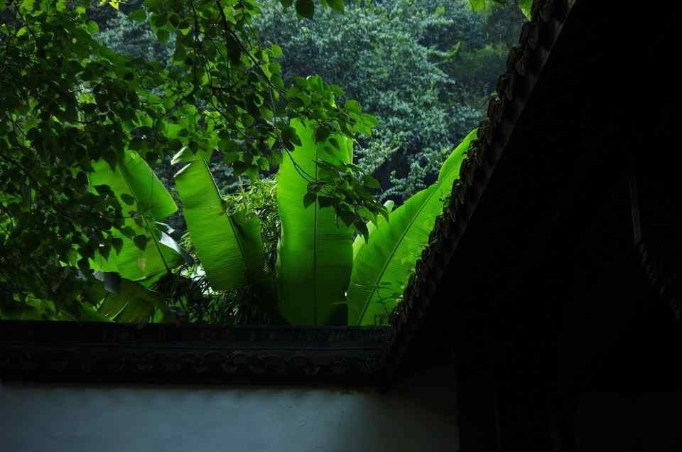 美丽的竹林风景桌面壁纸