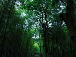 小清新竹林风景高清壁纸