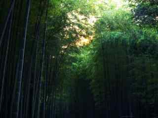 美丽的竹林风景图片壁纸