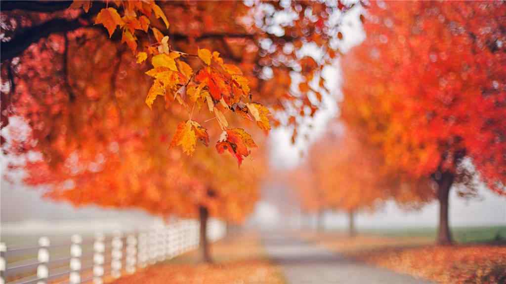 唯美的秋日的森林风景壁纸