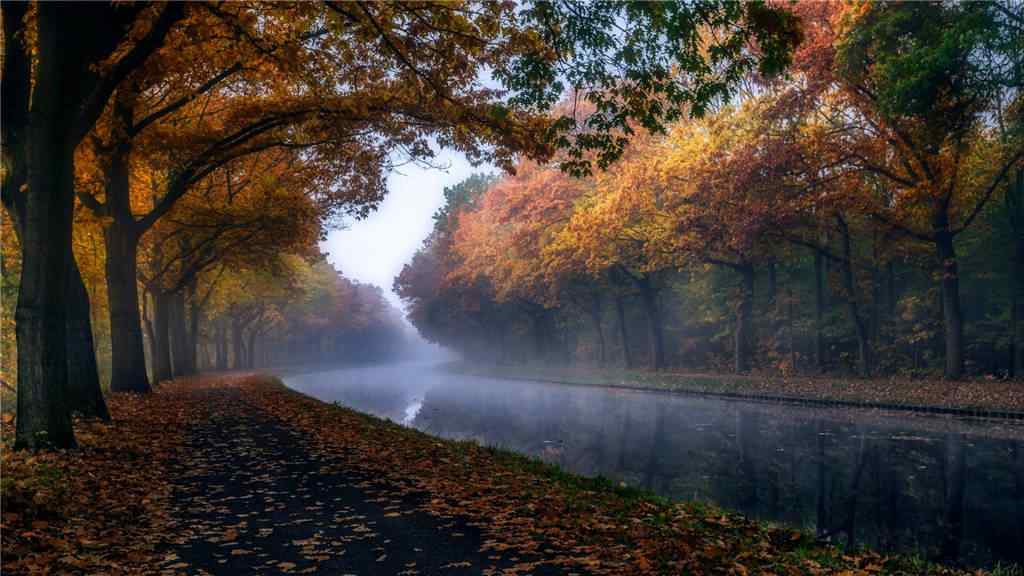 美丽的秋日的森林风景壁纸