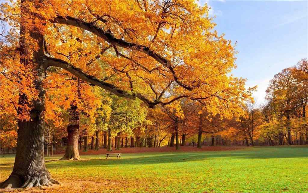 唯美的秋日山坡风景壁纸