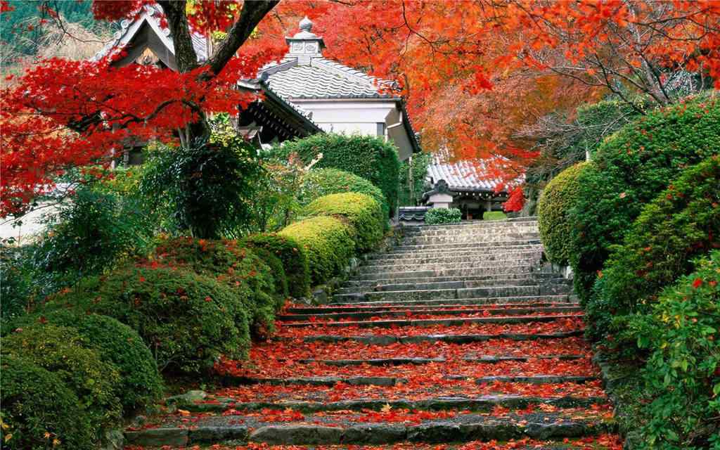 美丽的秋日红枫桌面壁纸