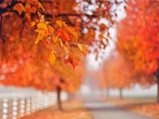 唯美的秋日的森林风景壁纸