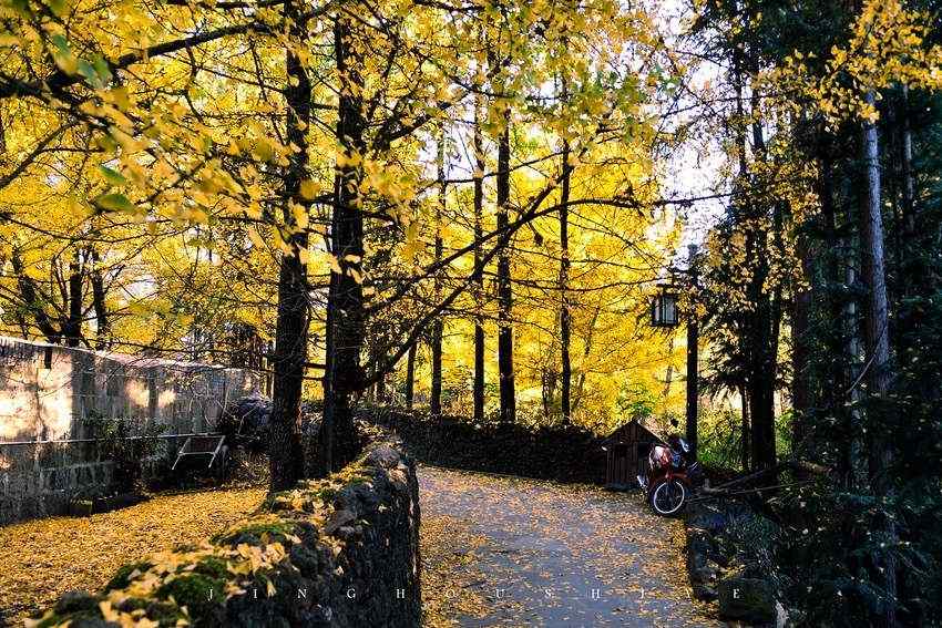 秋天银杏林风景桌面壁纸