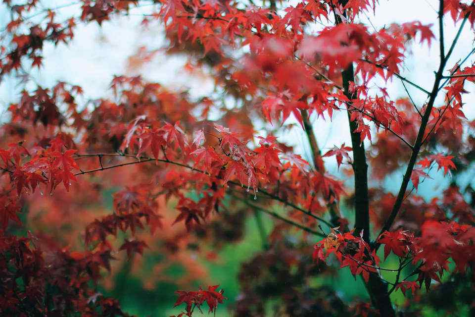 美丽的秋日红色枫叶风景壁纸