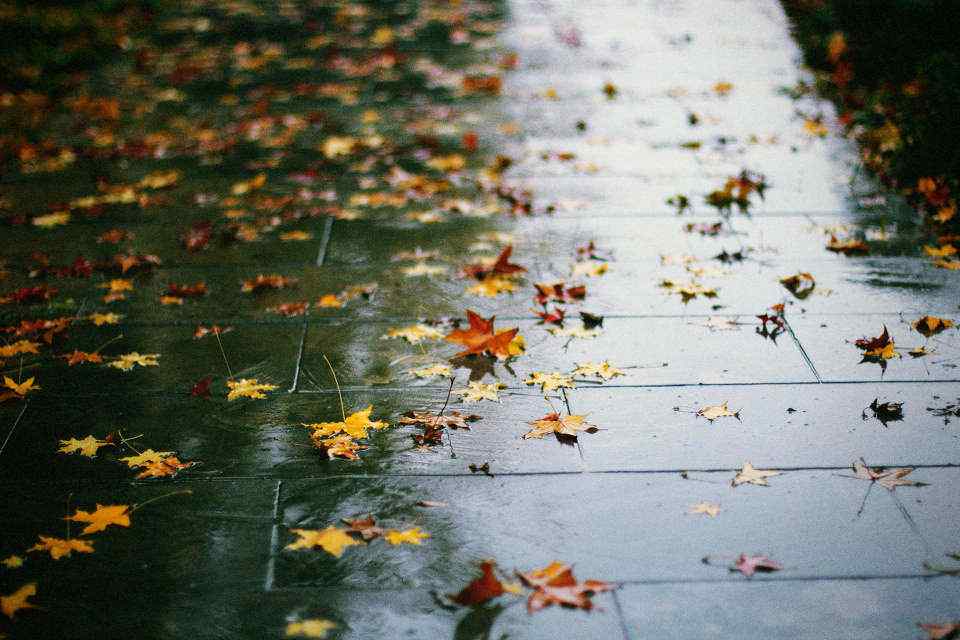充满意境的秋日落叶风景壁纸