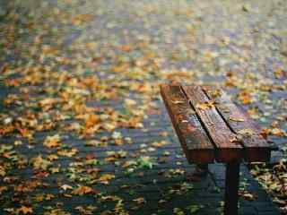 秋日唯美落叶风景桌面壁纸