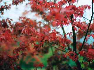 美丽的秋日红色枫叶风景壁纸