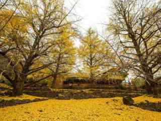唯美的秋日银杏树风景壁纸