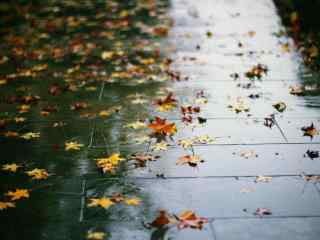 充满意境的秋日落叶风景壁纸