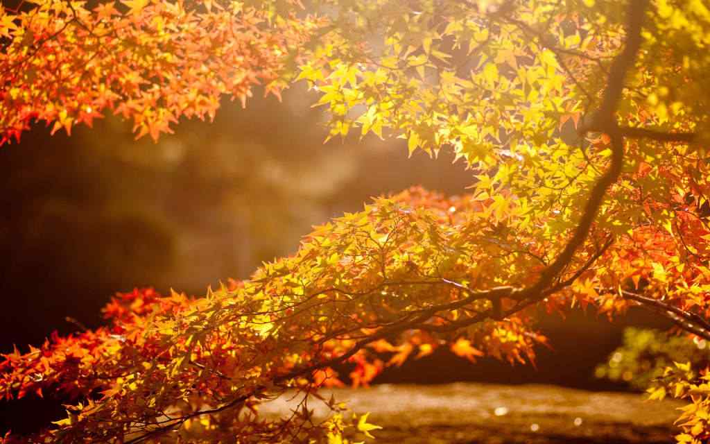 美丽的秋分节气风景壁纸