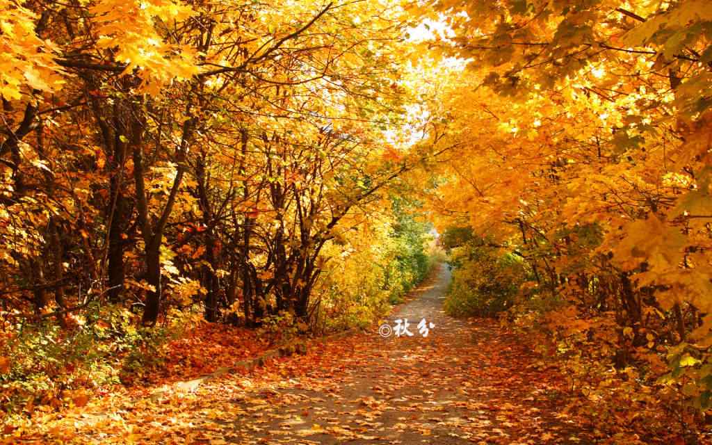 秋分节气之唯美落叶风景